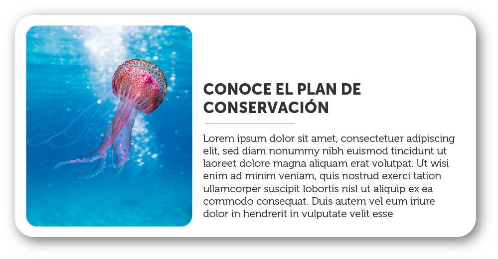 Plan de conservacion2
