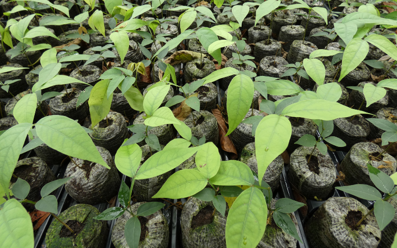 Reforestación activa de palma bombona (semillas y plántulas nativas para germinar)