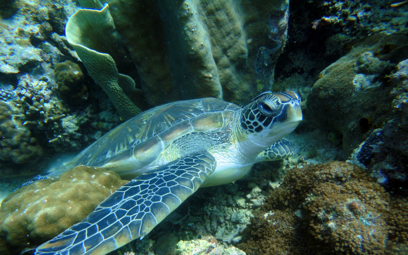 Sensibilización a la comunidad y pescadores para la conservación de la tortuga carey