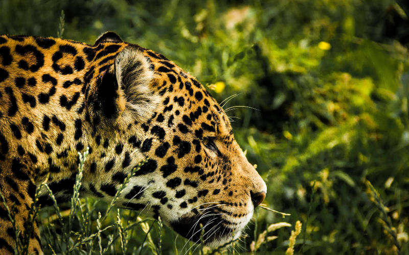 Protección del corredor del jaguar, programa de concientización comunitaria para la no caza.