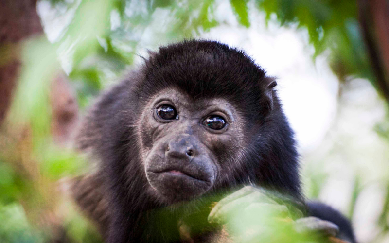 Protección de árboles y plantas donde habita y se alimenta el mono aullador