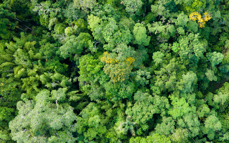 9 hectáreas de bosque en estado de conservación