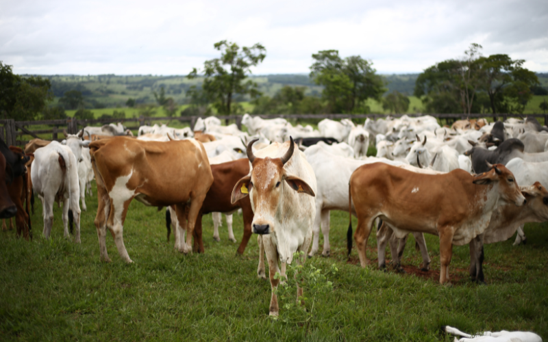 Sistema de ganadería sostenible (silvopastoril), donde se van a emplear menos áreas para la actividad.