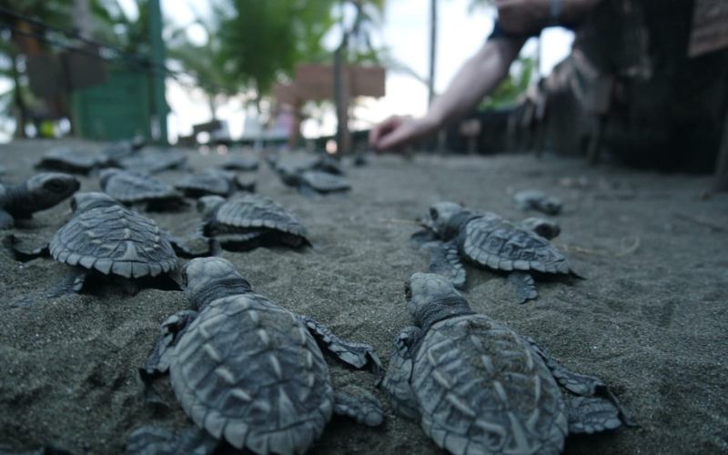 Proyecto Golfina para la conservación de tortugas marinas
