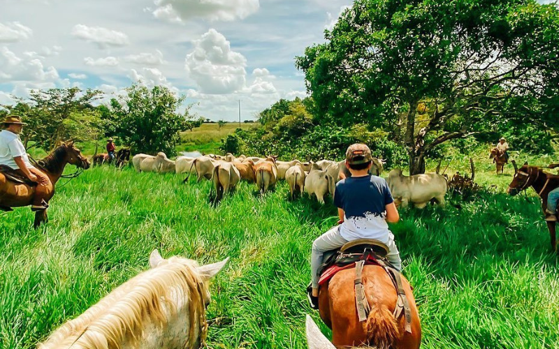 Sistema de ganadería sostenible, donde se van a emplear menos áreas para la actividad.